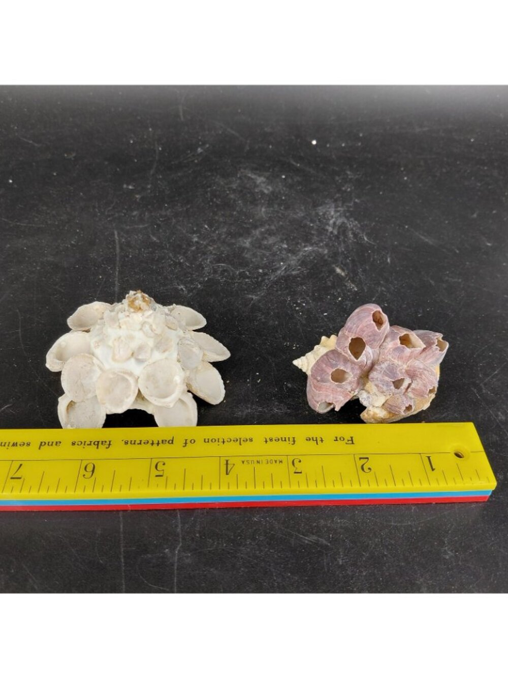 Seashell Barnacle Cluster Decorative Balls Set 2 Nautical Multicolor Beach Decor - Picture 16 of 16